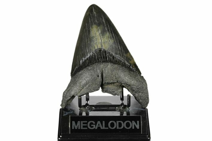 Bargain, Fossil Megalodon Tooth - South Carolina #168231